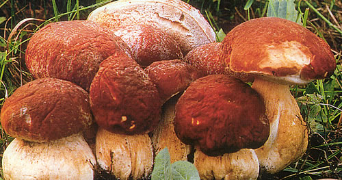 FUNGHI